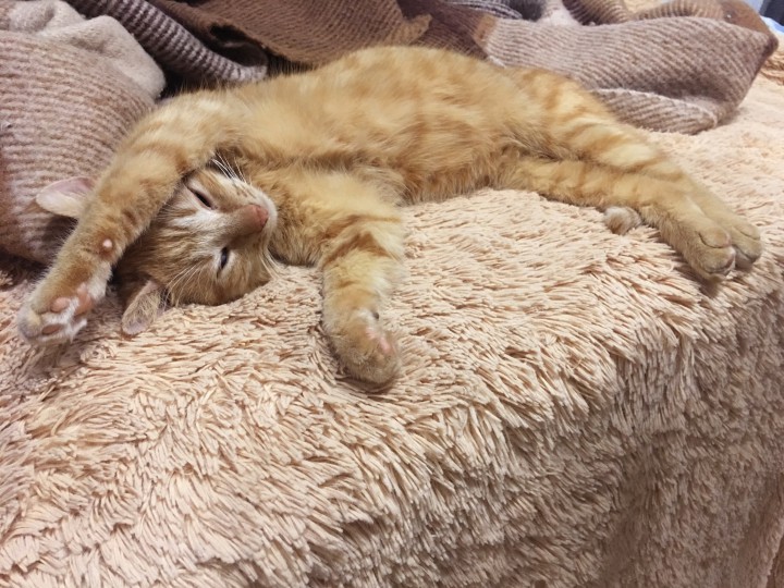 Ищу любящих родителей