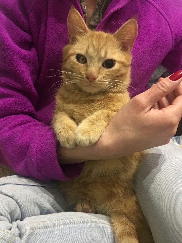 Ищу любящих родителей