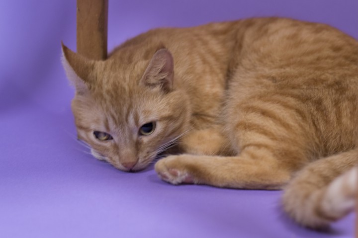 Ищу любящих родителей