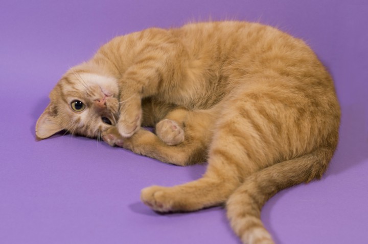 Ищу любящих родителей