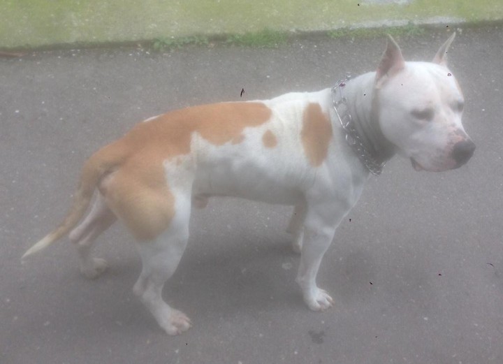 Найдена собака! Стаф! Кобель!