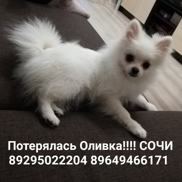 Потерялась собака белый шпиц