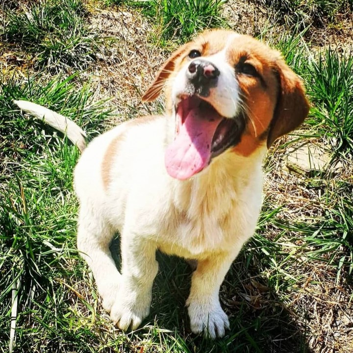 Ласковые щенки