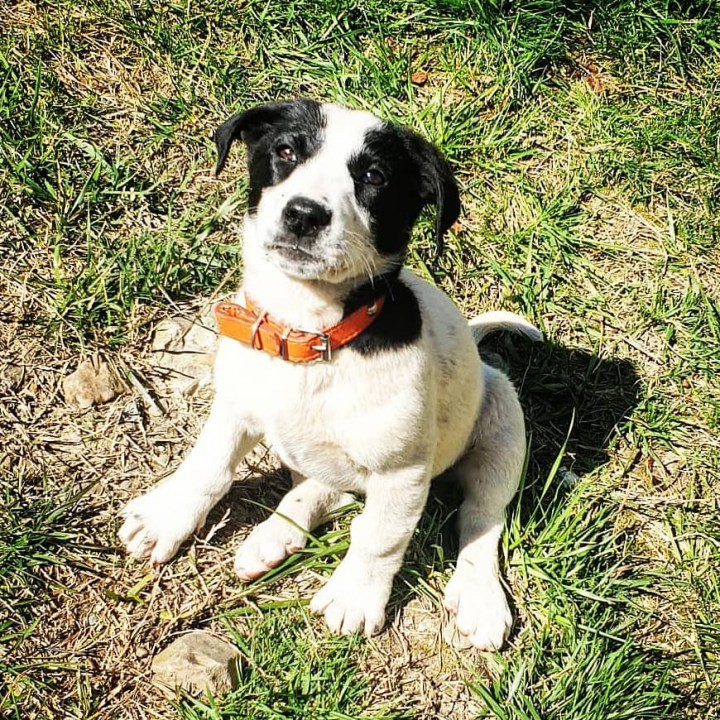 Ласковые щенки