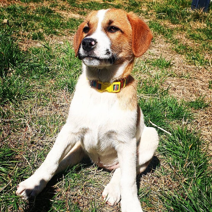 Ласковые щенки