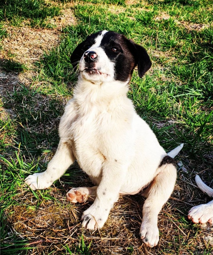 Ласковые щенки