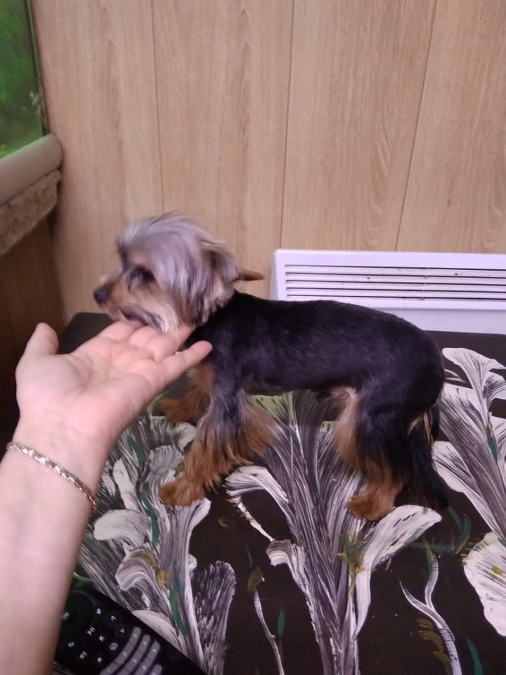 Пропала собака йорк мини рано утром в центре адлера в районе 25 