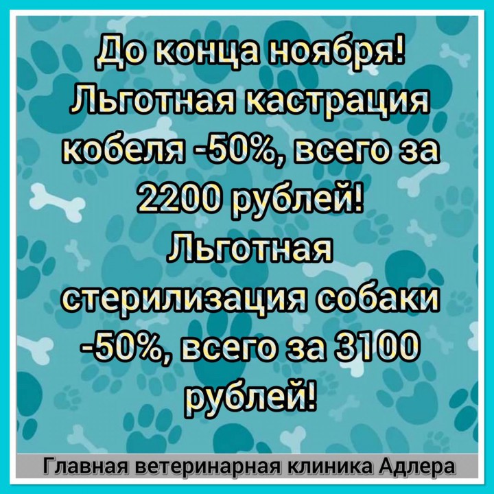 Акция! До конца ноября льготная стерилизация и кастрация кошек и