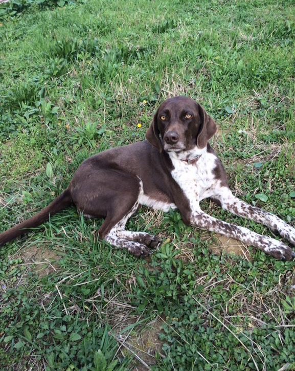 Пропала собака!