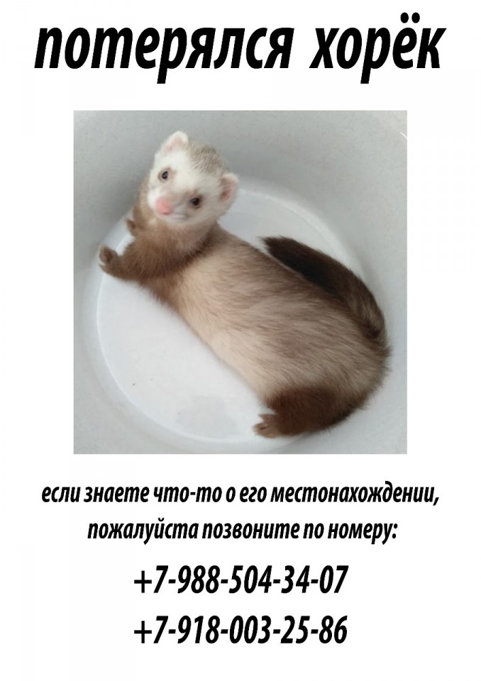 Потерялся Хорек 