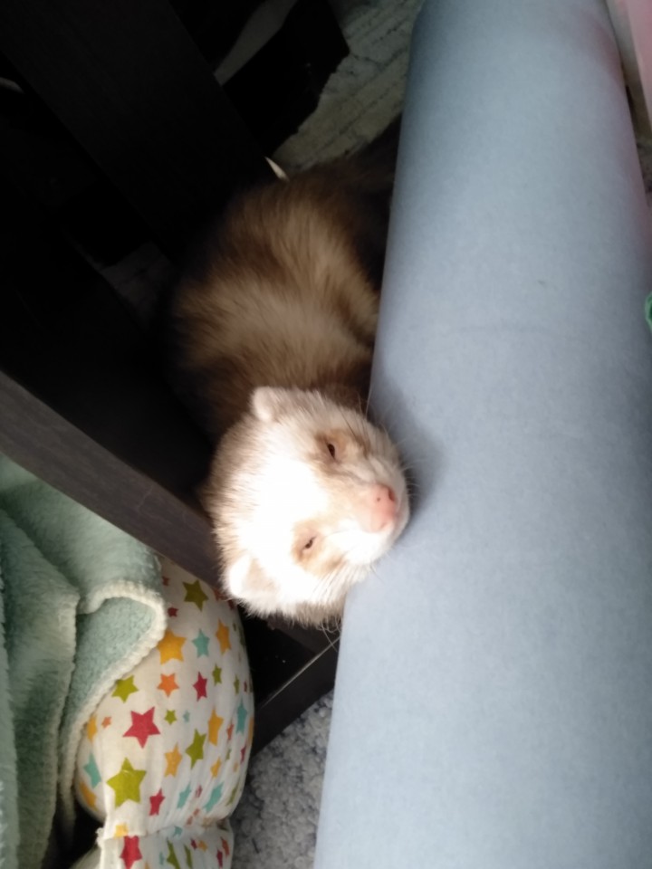 Потерялся Хорек 