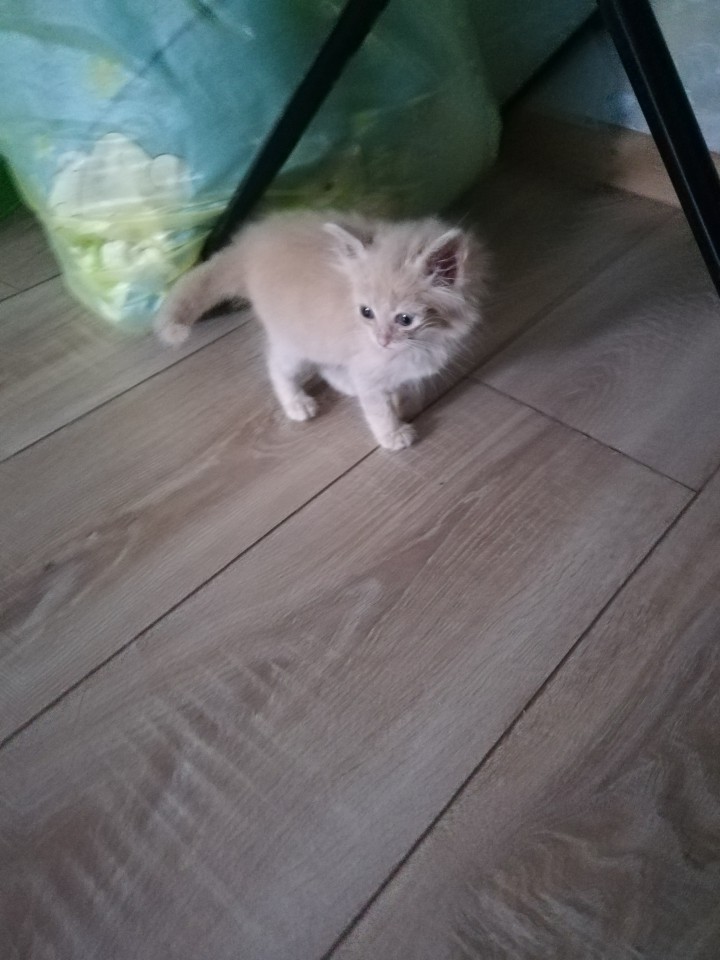 Отдам котенка в добрые руки 