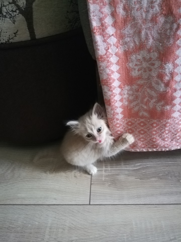 Отдам котенка в добрые руки 