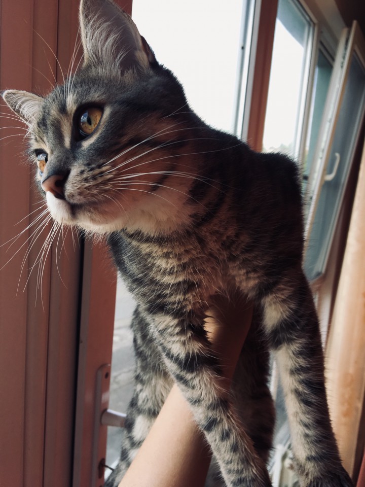Отдам котёнка в добрые руки 