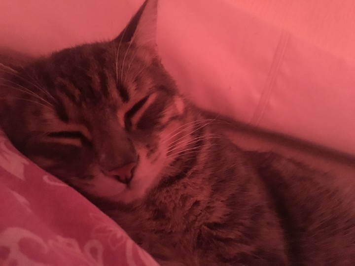 Отдам котёнка в добрые руки 