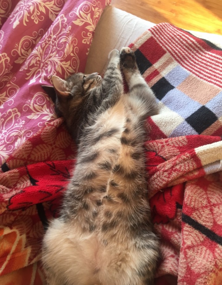 Отдам котёнка в добрые руки 