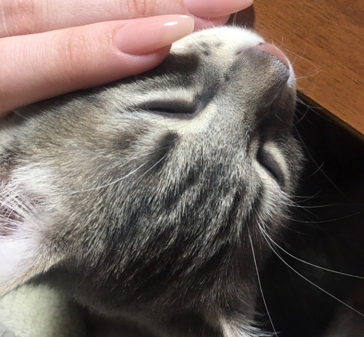 Отдам котёнка в добрые руки 