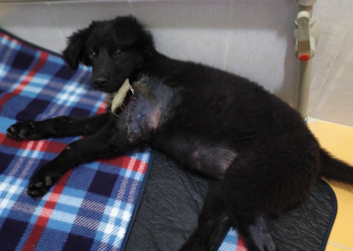 Щенки в добрые руки