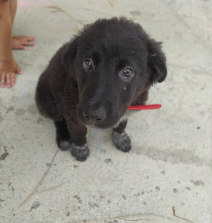 Щенки в добрые руки