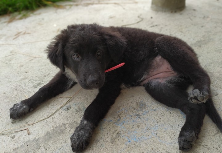 Щенки в добрые руки