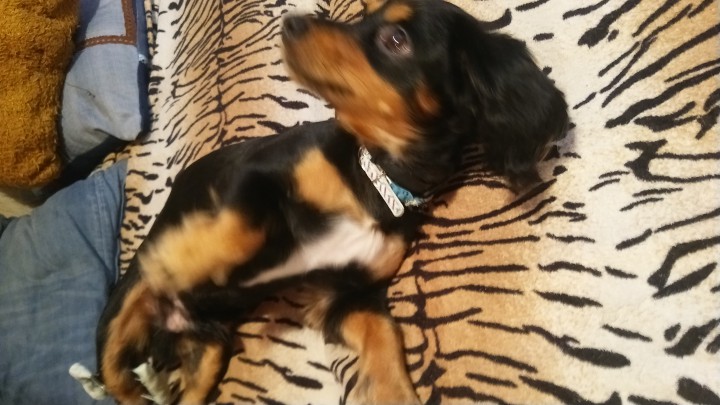 Пропала собака