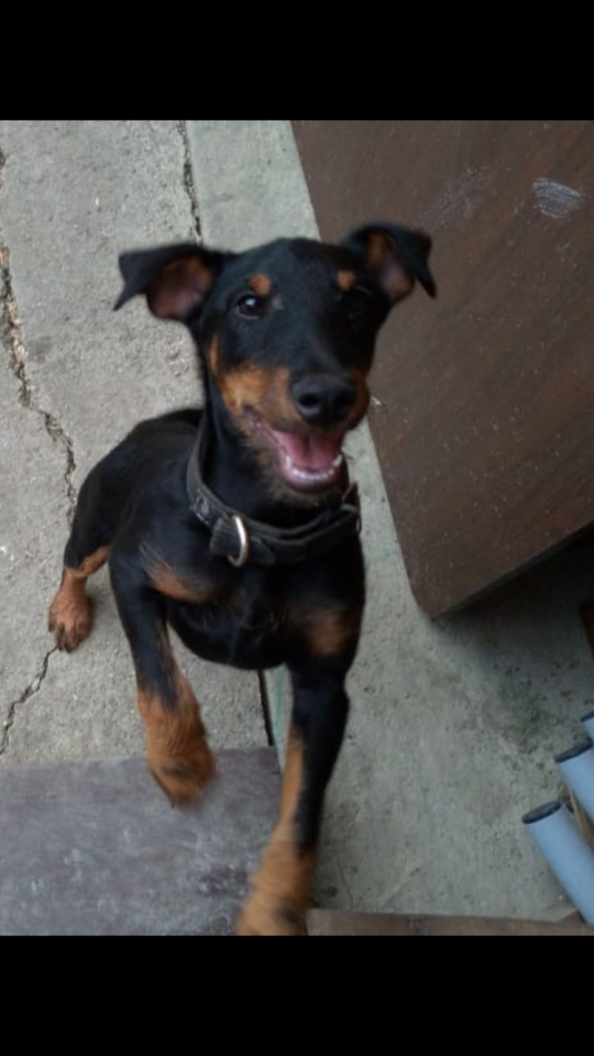 Потерялась собака породы ягд-терьер