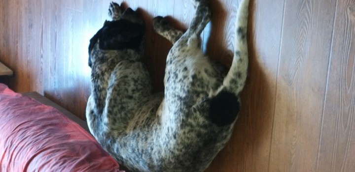 Нашли Кобеля на КСМ . 