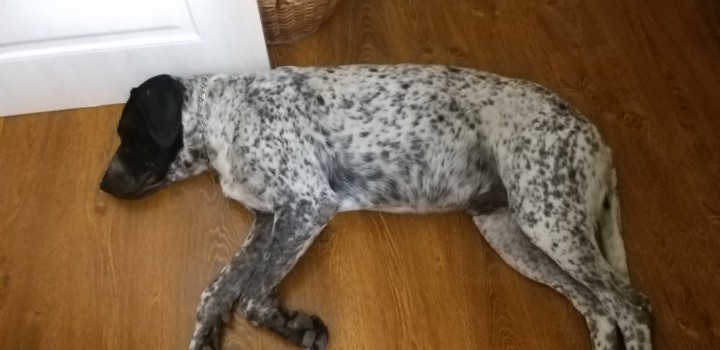 Нашли Кобеля на КСМ . 