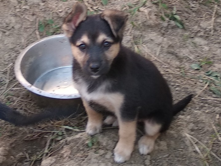 Чистокровные дворяне