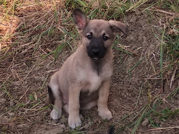 Чистокровные дворяне