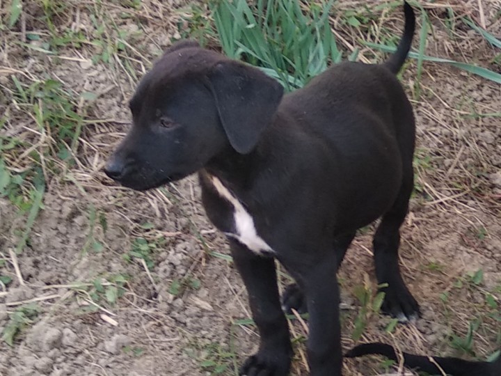 Чистокровные дворяне