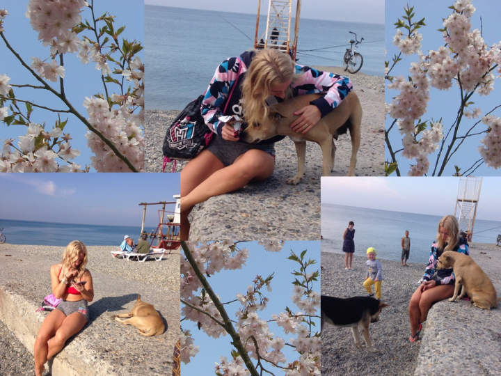 Собака Ева ищет дом