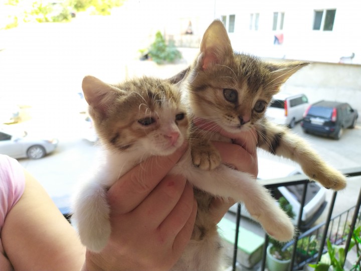 Котята ищут дом
