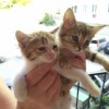 Котята ищут дом