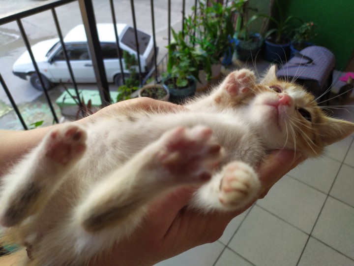 Котята ищут дом