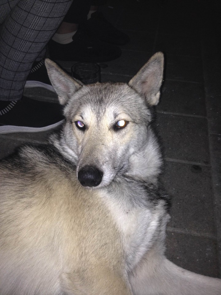 Найдена лайка, кобель.