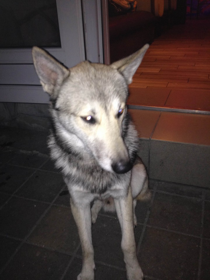 Найдена лайка, кобель.