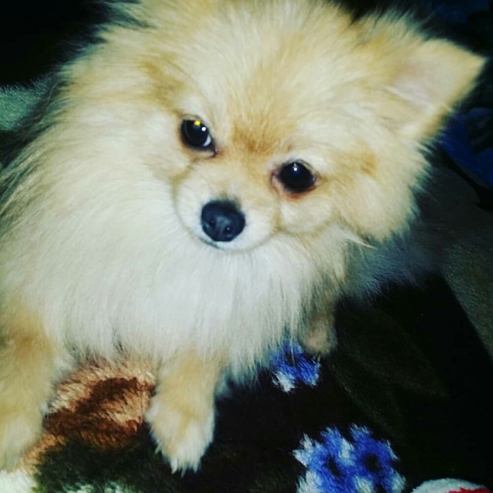 Пропал Шпиц