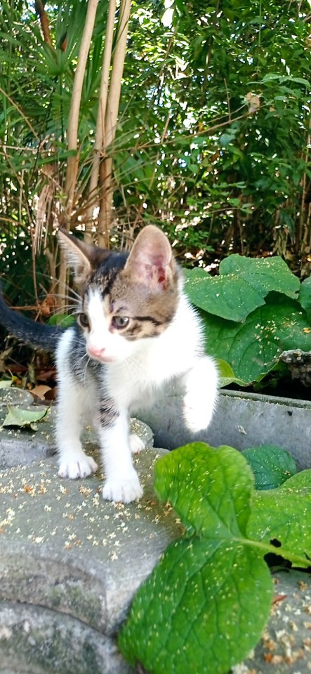 Котенка в дар