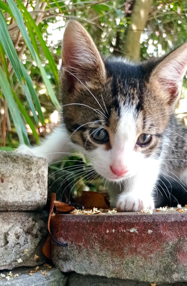 Котенка в дар