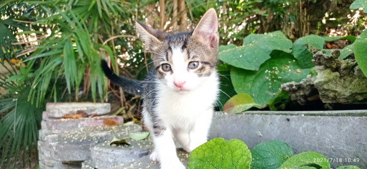 Котенка в дар