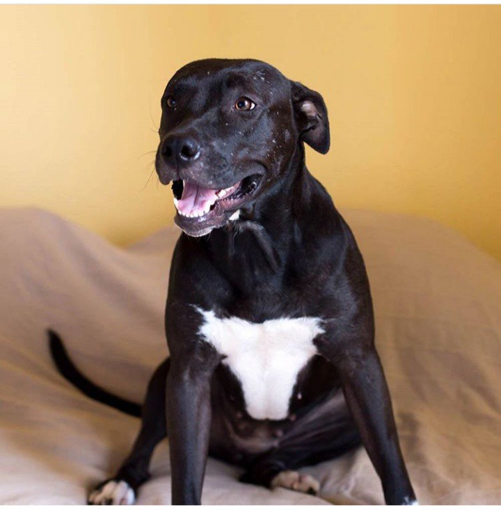 Кормящая собака для щенков