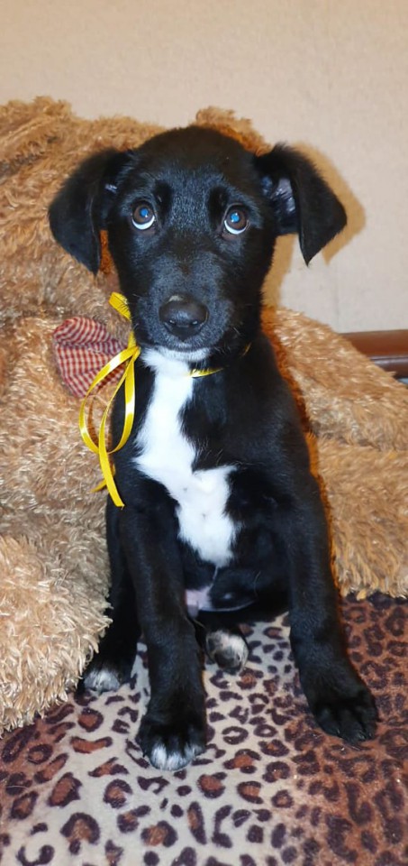 Щеночки в добрые руки