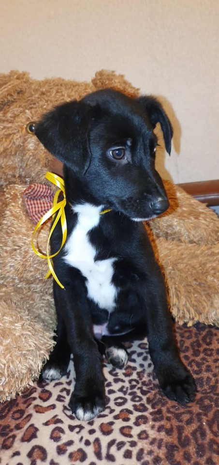 Щеночки в добрые руки