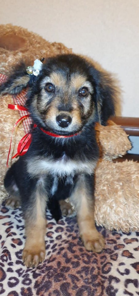 Щеночки в добрые руки