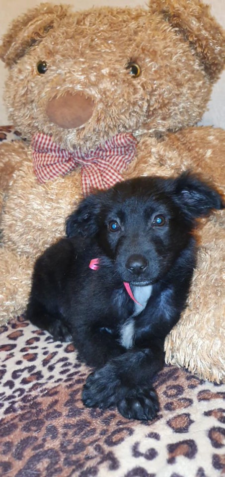 Щеночки в добрые руки