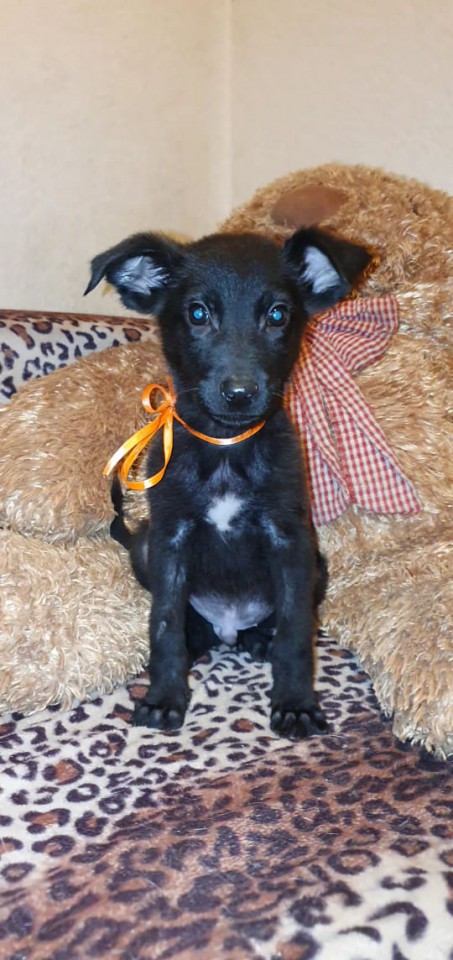 Щеночки в добрые руки