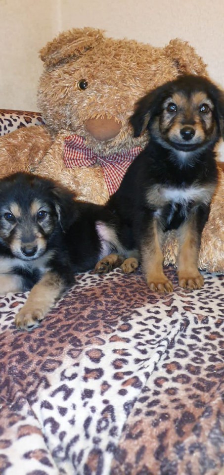 Щеночки в добрые руки