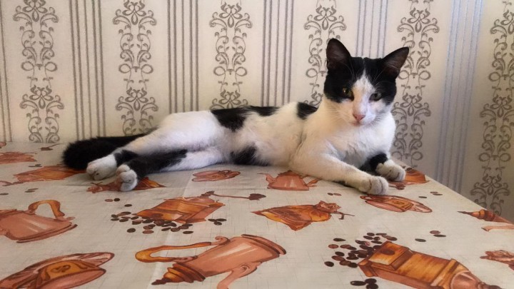 Потерялся кот!