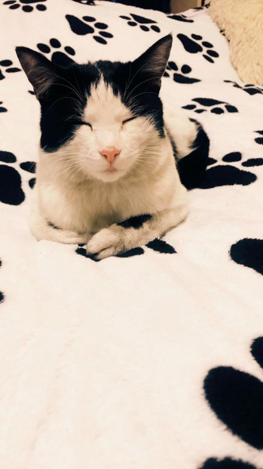 Потерялся кот!